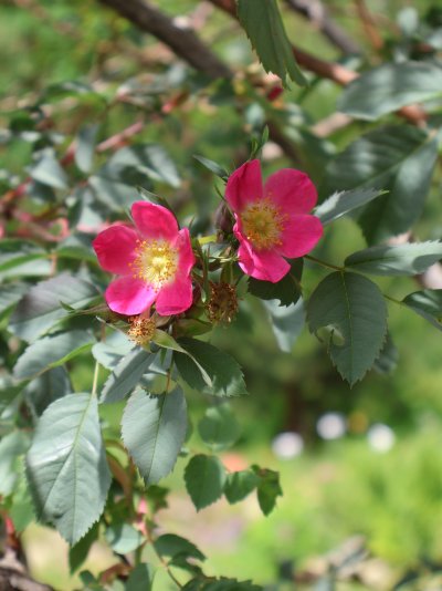 Rosa glauca
