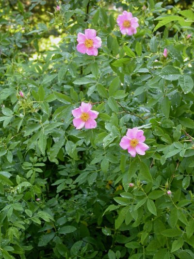 Rosa palustris