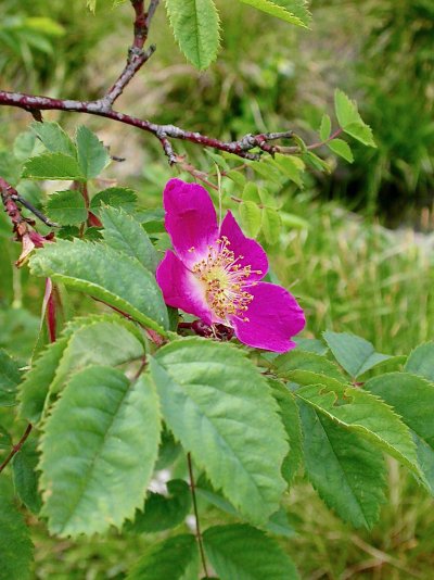 Rosa pendulina