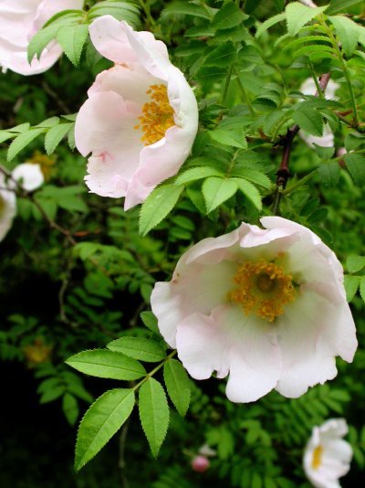 Rosa roxburghii