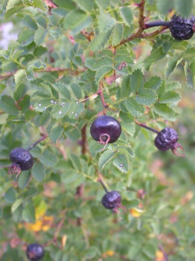 Rosa spinosissima