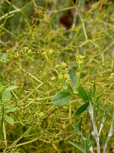 Rubia tinctorum