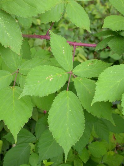 Rubus constrictus