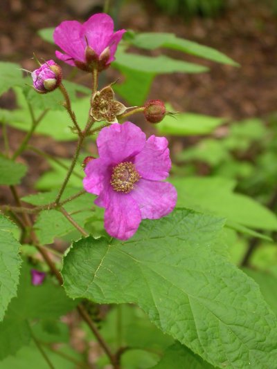 Rubus odoratus