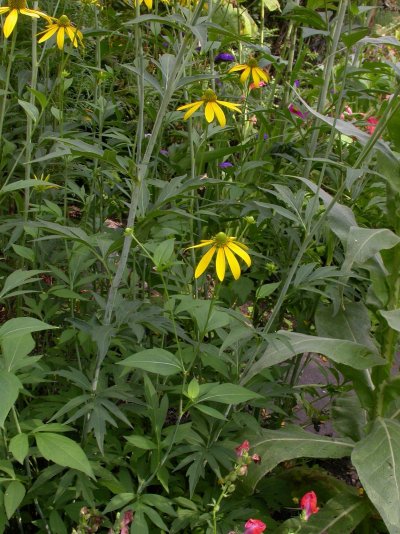 Rudbeckia laciniata