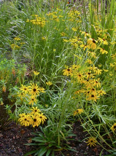 Rudbeckia missouriensis