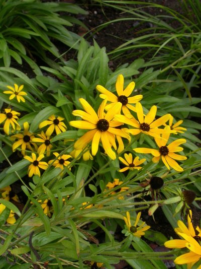 Rudbeckia missouriensis