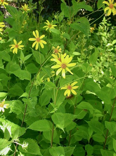 Rudbeckia subtomentosa Rudbeckia subtomentosa