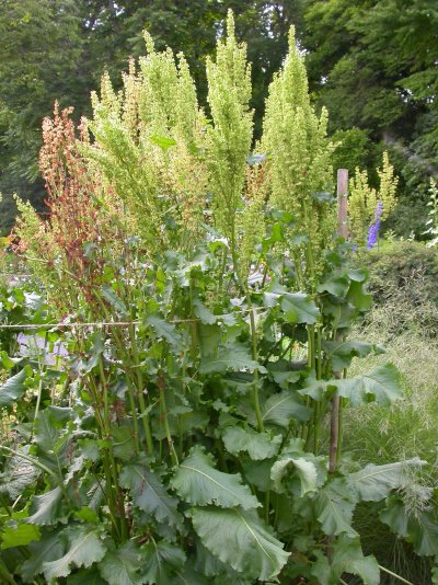 Rumex confertus