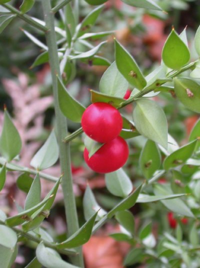 Ruscus aculeatus