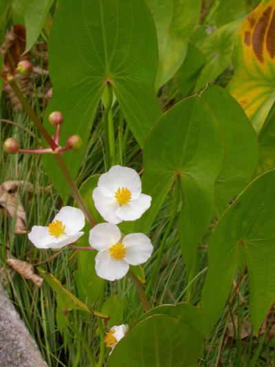 Sagittaria latifolia