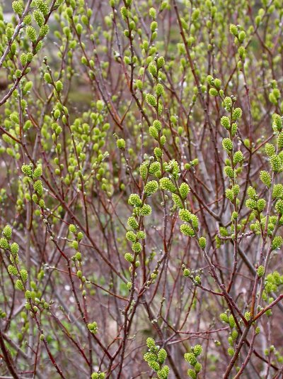 Salix repens