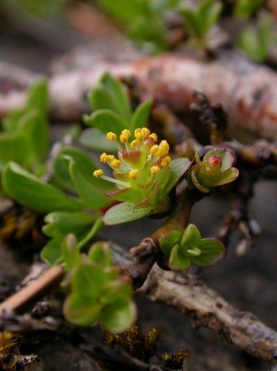 Salix serpillifolia