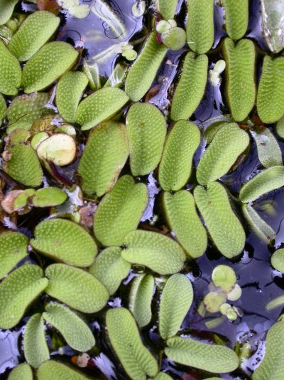 Salvinia natans