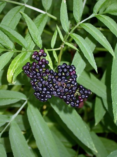 Sambucus ebulus