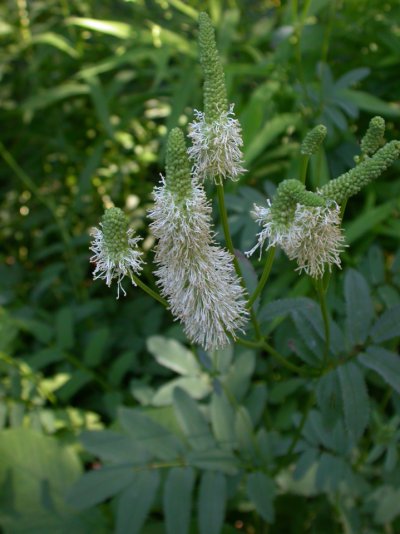 Sanguisorba canadensis