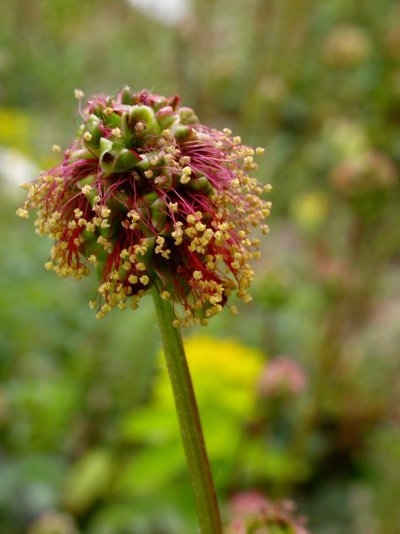 Sanguisorba minor subsp. balearica (= subsp. poly-gama, subsp. muricata) - Blütten