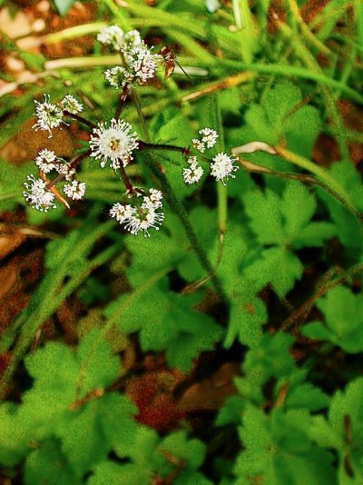 Sanicula europaea