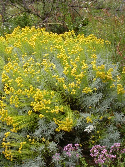 Santolina chamaecyparissus