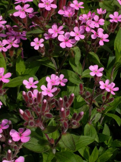 Saponaria ocymoides