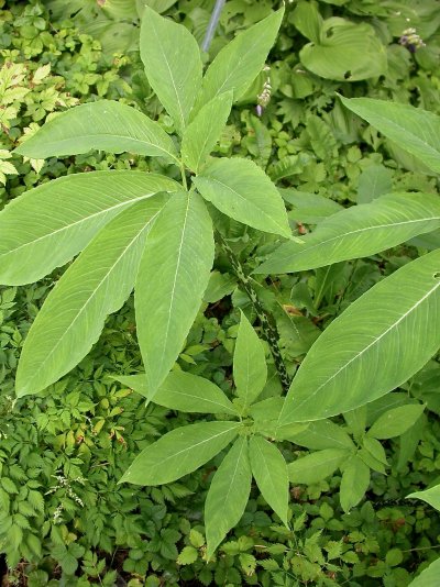 Sauromatum venosum
