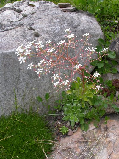 Saxifraga cotyledon