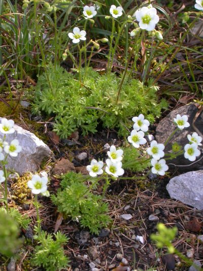 Saxifraga exarata