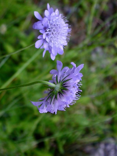 Scabiosa lucida