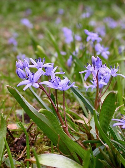 Scilla bifolia