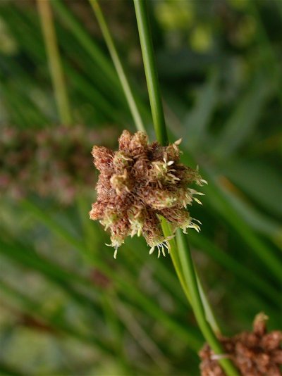 Scirpoides holoschoenus