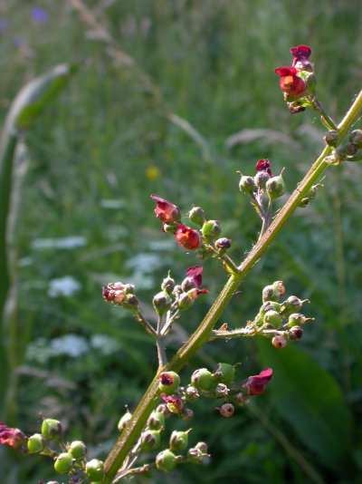 Scrophularia auriculata