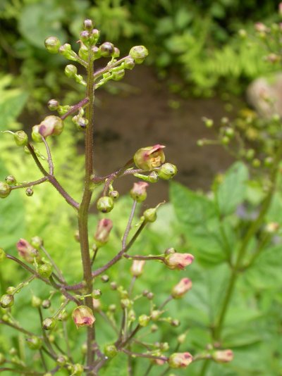 Scrophularia nodosa