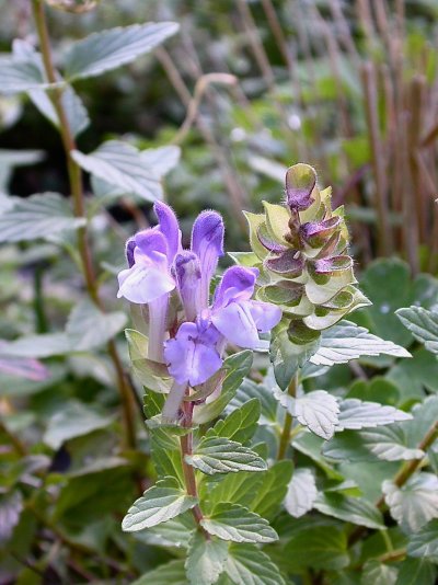 Scutellaria alpina