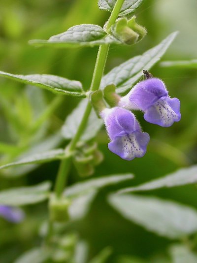 Scutellaria galericulata - Blüte