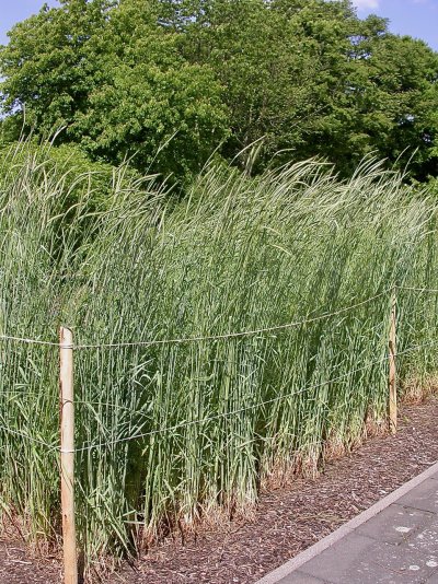 Secale cereale &#039;Waldstaudenroggen&#039;