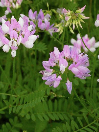 Securigera varia