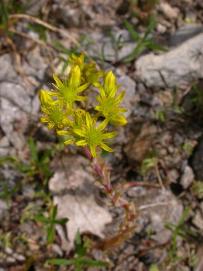 Sedum rupestre