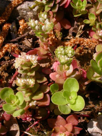 Sedum ternatum