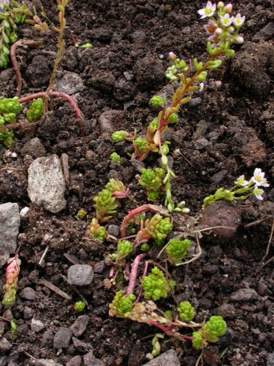Sedum villosum Sedum villosum