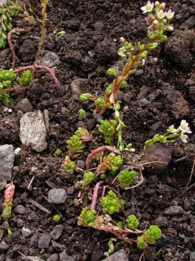 Sedum villosum