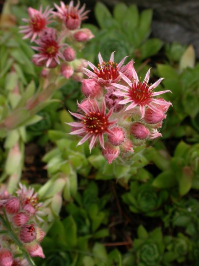 Sempervivum tectorum Sempervivum tectorum