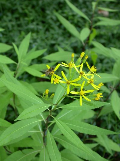 Senecio ovatus