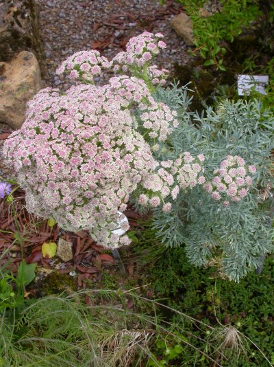 Seseli gummiferum