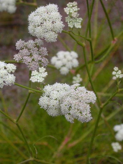 Seseli leucospermum