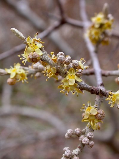 Shepherdia argentea