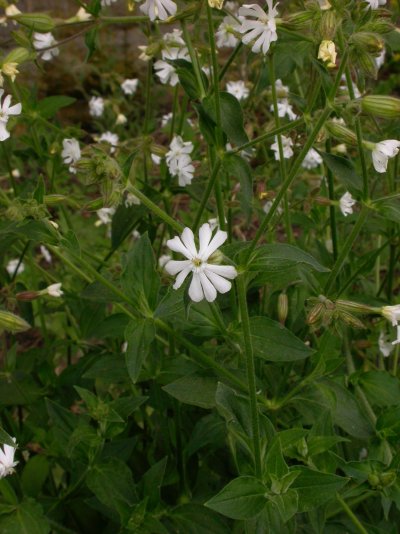 Silene latifolia subsp. alba