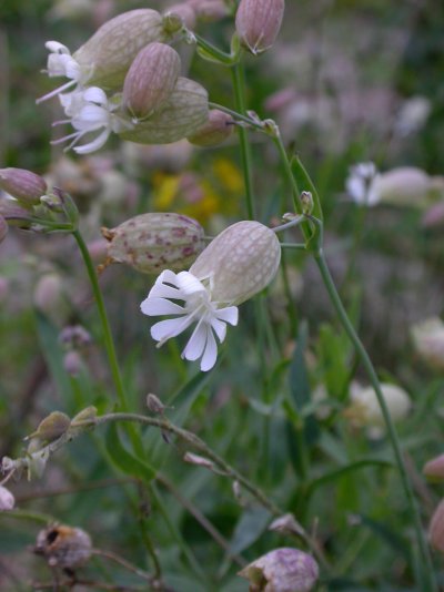 Silene vulgaris