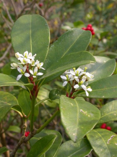 Skimmia japonica (weibl.)