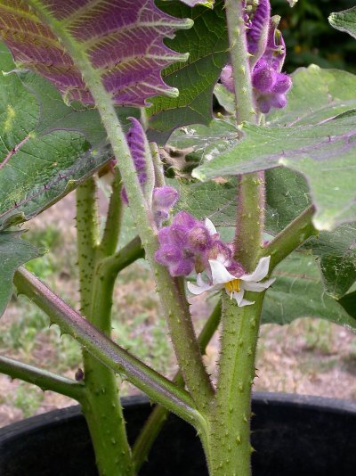 Solanum quitoense