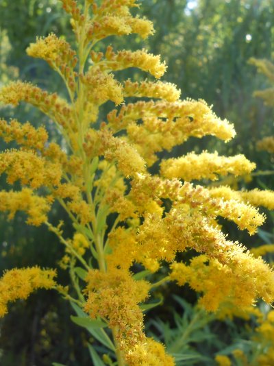 Solidago canadensis Kanadische Goldrute